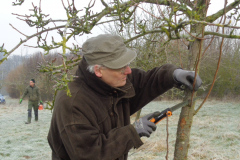 18_Obstbaum-012