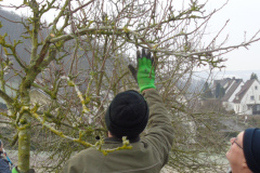 18_Obstbaum-013