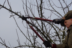 18_Obstbaum-016