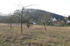 P1000930_Ho