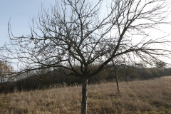 P1000932_Ho